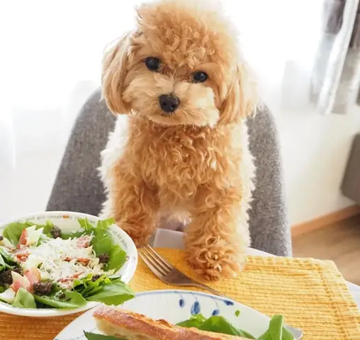 Chó Poodle Lai Nhật Ăn Gì: Hướng Dẫn Dinh Dưỡng Toàn Diện Cho Sức Khỏe chó poodle lai nhật ăn gì