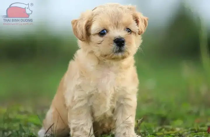 chó poodle lai phú quốc