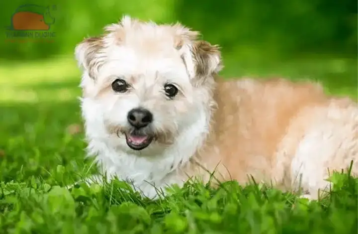 chó poodle lai phú quốc