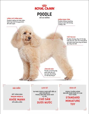 Chó Poodle Lớn: Đặc Điểm, Cách Chăm Sóc Và Lợi Ích Khi Nuôi Dưỡng Chó Poodle lớn: Đặc điểm và tính cách