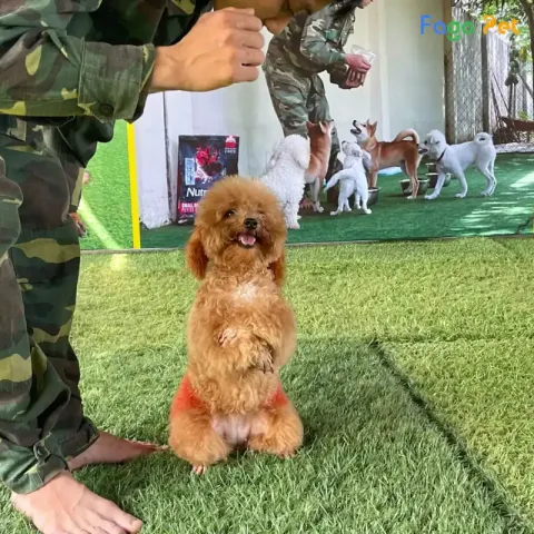 Chó Poodle Lớn: Đặc Điểm, Cách Chăm Sóc Và Lợi Ích Khi Nuôi Dưỡng Huấn luyện chó Poodle lớn: Kỹ thuật và mẹo