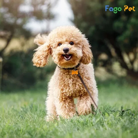 Chó Poodle Mini: Đặc Điểm, Cách Chăm Sóc Và Huấn Luyện Hiệu Quả Nhất Tổng quan về chó Poodle mini