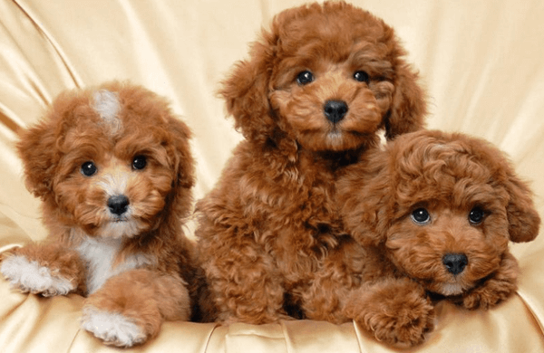 Chó Poodle Mini: Đặc Điểm, Cách Chăm Sóc Và Huấn Luyện Hiệu Quả Nhất Đặc điểm nổi bật của chó Poodle mini