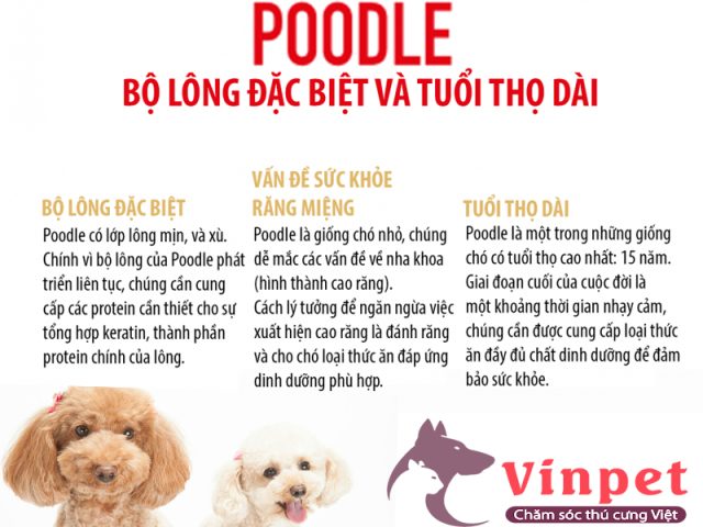 Chó Poodle Mini: Đặc Điểm, Cách Chăm Sóc Và Huấn Luyện Hiệu Quả Nhất Chăm sóc chó Poodle mini đúng cách