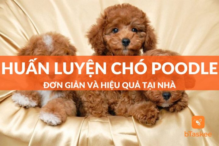 Chó Poodle Mini: Đặc Điểm, Cách Chăm Sóc Và Huấn Luyện Hiệu Quả Nhất Huấn luyện chó Poodle mini hiệu quả