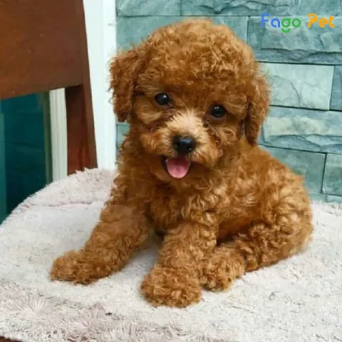 Chó Poodle Mini: Đặc Điểm, Cách Chăm Sóc Và Huấn Luyện Hiệu Quả Nhất Làm thế nào để chọn mua chó Poodle mini?