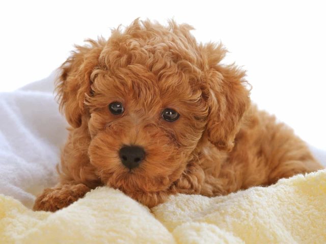 Chó Poodle Mini Giá Bao Nhiêu? Tìm Hiểu Giá Cả Và Nơi Bán Tại TPHCM, Hà Nội Giá chó Poodle Mini hiện nay là bao nhiêu?