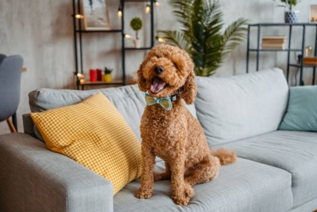 Chó Poodle Mini Giá Bao Nhiêu? Tìm Hiểu Giá Cả Và Nơi Bán Tại TPHCM, Hà Nội Những yếu tố ảnh hưởng đến giá chó Poodle Mini