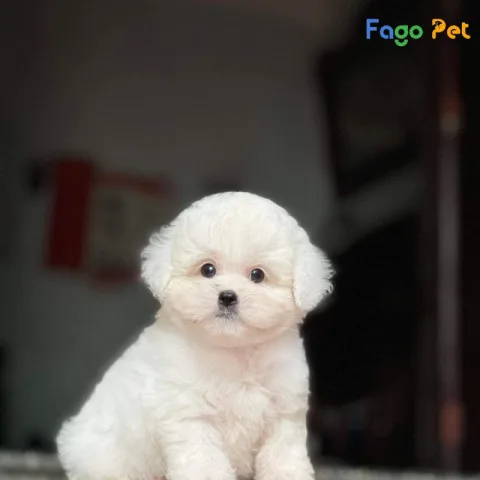 Chó Poodle Mini Giá Bao Nhiêu? Tìm Hiểu Giá Cả Và Nơi Bán Tại TPHCM, Hà Nội Mua chó Poodle Mini ở đâu uy tín?
