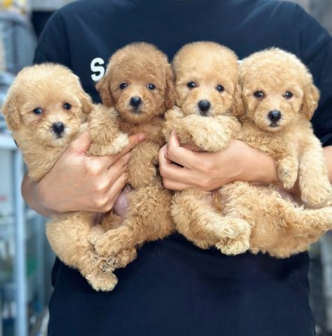 Chó Poodle Mini Giá Bao Nhiêu? Tìm Hiểu Giá Cả Và Nơi Bán Tại TPHCM, Hà Nội Những điều cần lưu ý khi nuôi chó Poodle Mini