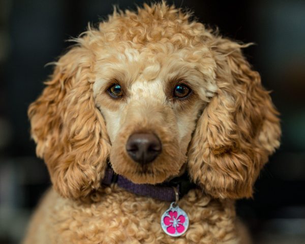 Chó Poodle Nâu: Đặc Điểm, Cách Chăm Sóc Và Giá Cả Tại Việt Nam Chó Poodle nâu: Đặc điểm nổi bật