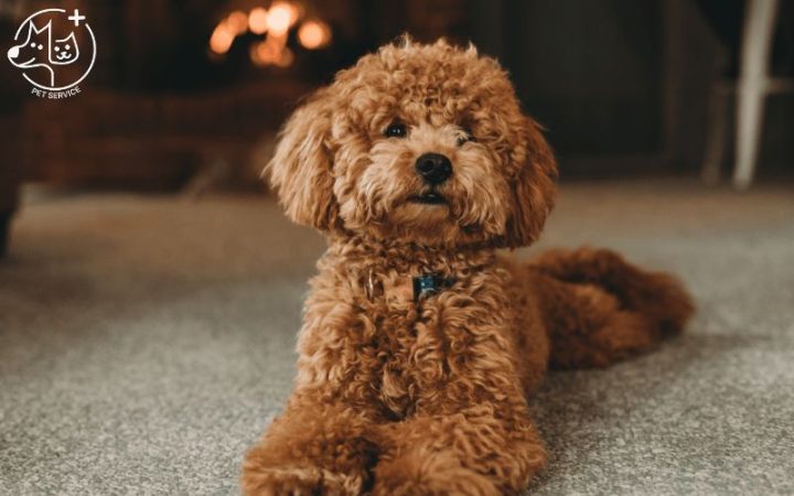 Chó Poodle Nâu: Đặc Điểm, Cách Chăm Sóc Và Giá Cả Tại Việt Nam Chế độ chăm sóc chó Poodle nâu
