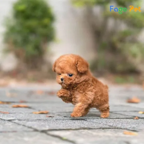 Chó Poodle Teacup: Đặc Điểm, Cách Chăm Sóc Và Lợi Ích Làm Thú Cưng Chó Poodle Teacup: Đặc điểm và tính cách