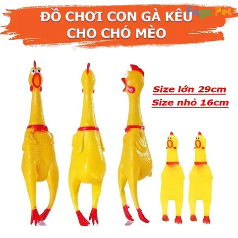 Chó Poodle thích chơi gì Chó Poodle thích chơi gì