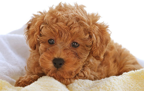 Chó Poodle Tiny: Đặc Điểm, Cách Chăm Sóc Và Lợi Ích Khi Nuôi Thú Cưng Nhỏ Đặc điểm nổi bật của chó Poodle Tiny