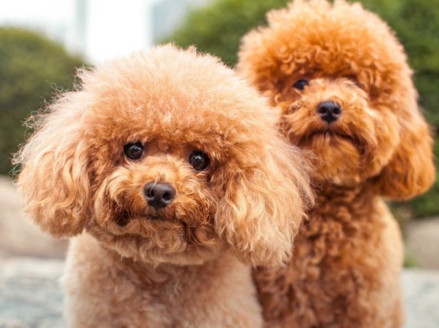 Chó Poodle Tiny: Đặc Điểm, Cách Chăm Sóc Và Lợi Ích Khi Nuôi Thú Cưng Nhỏ Cách chăm sóc chó Poodle Tiny
