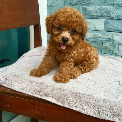chó poodle tiny trưởng thành