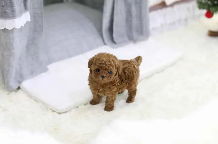 chó poodle tiny trưởng thành