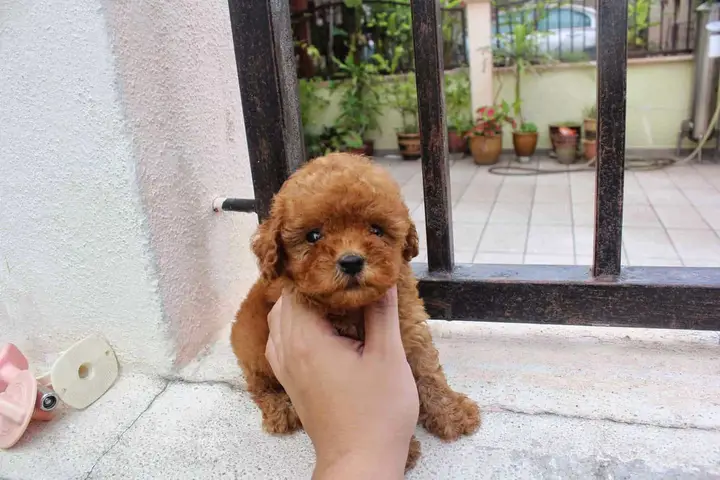 chó poodle tiny trưởng thành
