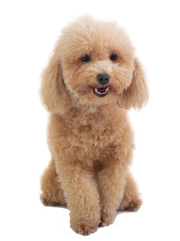 Chó Poodle Toy: Cách Chăm Sóc, Đặc Điểm Và Giá Cả Hiện Nay Giá cả và nơi mua chó Poodle Toy