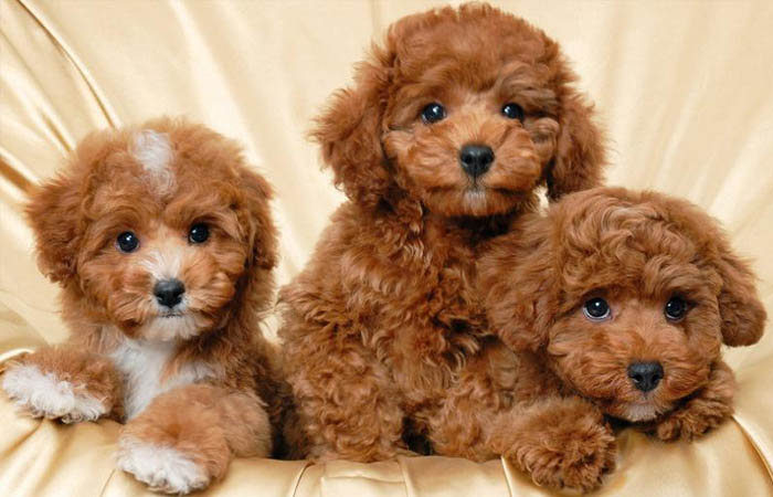 Chó Poodle Toy: Cách Chăm Sóc, Đặc Điểm Và Giá Cả Hiện Nay Cách chăm sóc chó Poodle Toy tại nhà