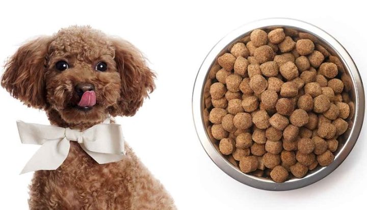 Chó Poodle Toy: Cách Chăm Sóc, Đặc Điểm Và Giá Cả Hiện Nay Chế độ dinh dưỡng cho chó Poodle Toy