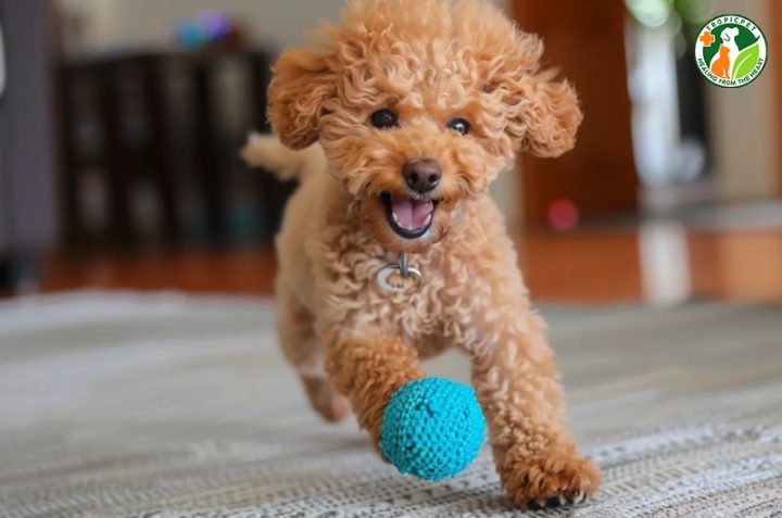 Chó Poodle Toy: Cách Chăm Sóc, Đặc Điểm Và Giá Cả Hiện Nay Huấn luyện chó Poodle Toy hiệu quả