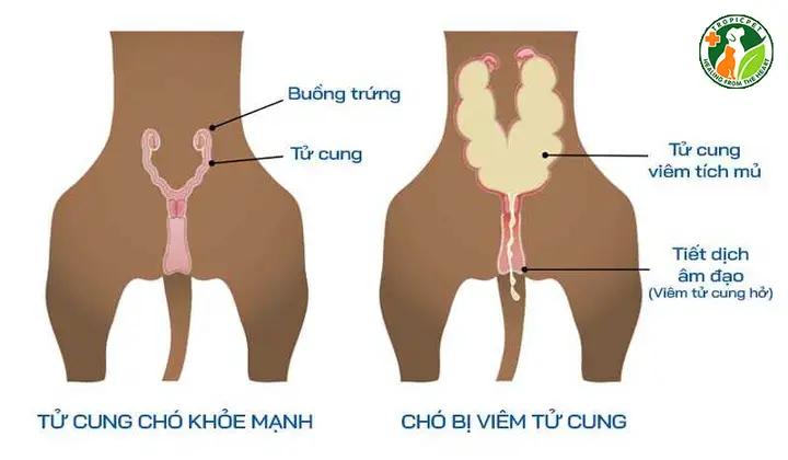 Chó ra dịch màu xanh: Nguyên nhân, xử lý, phòng ngừa và chăm sóc toàn diện Chó ra dịch màu xanh: Nguyên nhân, xử lý, phòng ngừa và chăm sóc toàn diện
