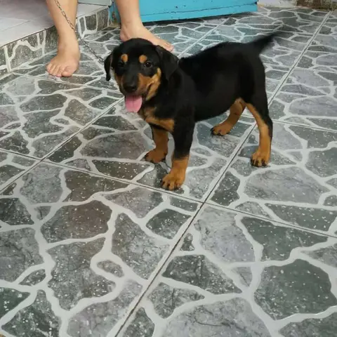 Khám phá chó Rottweiler lai Phú Quốc: Từ đặc điểm đến chăm sóc chuyên sâu Khám phá chó Rottweiler lai Phú Quốc: Từ đặc điểm đến chăm sóc chuyên sâu