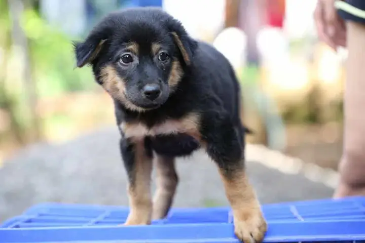 Khám phá chó Rottweiler lai Phú Quốc: Từ đặc điểm đến chăm sóc chuyên sâu chó rottweiler lai phú quốc