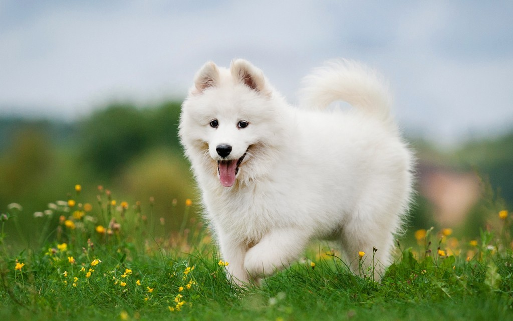 cho-samoyed-1