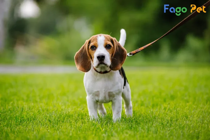 Đặc điểm nổi bật của chó săn thỏ
