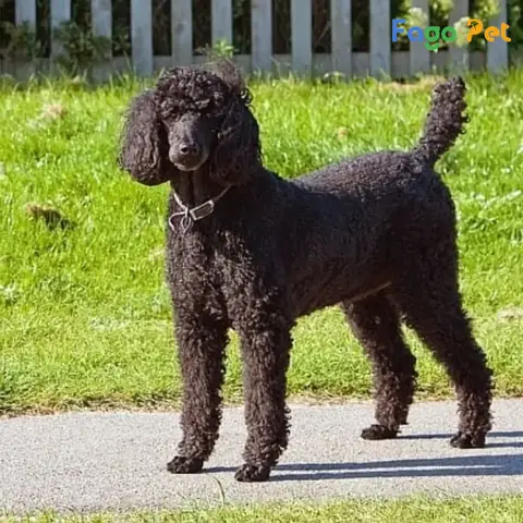 Phân Loại Chó Standard Poodle phân loại Standard Poodle theo nguồn gốc