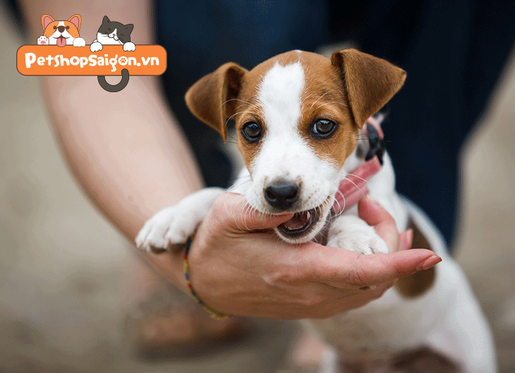 Chó Sủa Là Chó Không Cắn: Hiểu Hành Vi An Toàn Của Thú Cưng Bạn Chó Sủa Là Chó Không Cắn: Hiểu Hành Vi An Toàn Của Thú Cưng Bạn