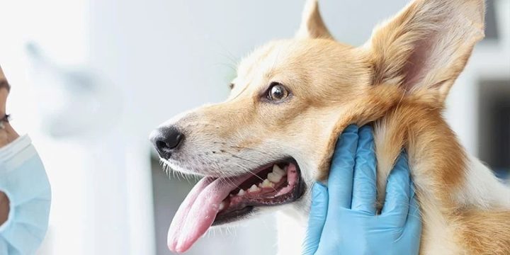Sự khác biệt giữa chó sủa và chó cắn