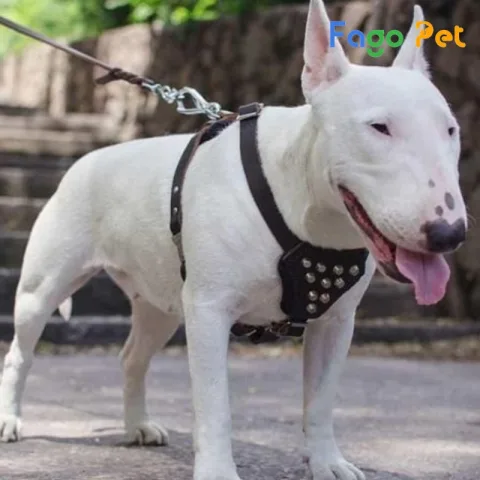 Chó Sục Bò: Giống Chó Thân Thiện Dễ Nuôi Làm Thú Cưng Tuyệt Vời Giới thiệu về chó sục bò