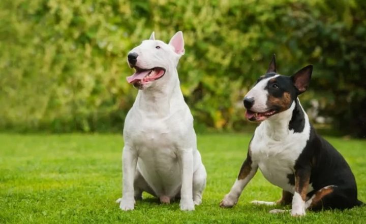 Chó Sục Bò: Giống Chó Thân Thiện Dễ Nuôi Làm Thú Cưng Tuyệt Vời Cách chăm sóc và huấn luyện chó sục bò