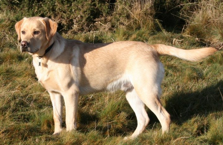Giới thiệu về chó tha mồi Labrador