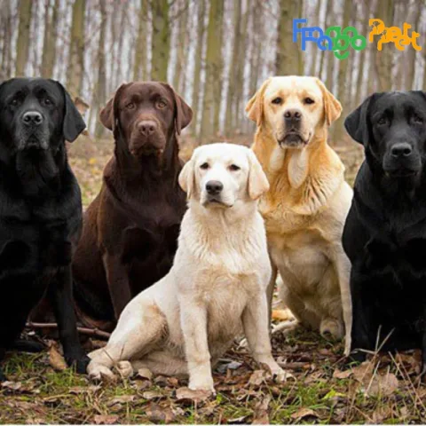 Đặc điểm nổi bật của giống chó Labrador
