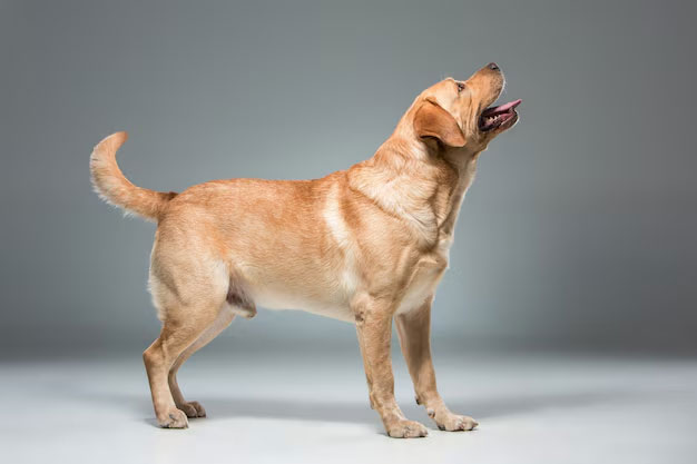 Chó Tha Mồi Labrador: Cách Huấn Luyện Hiệu Quả Và Lợi Ích Đáng Kể Chó Tha Mồi Labrador: Cách Huấn Luyện Hiệu Quả Và Lợi Ích Đáng Kể