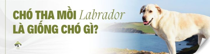 Cách chăm sóc chó tha mồi Labrador đúng cách