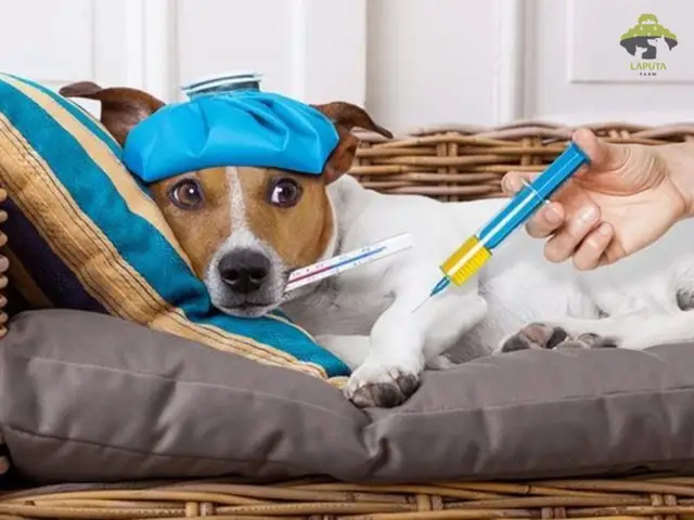 dấu hiệu chó thở gấp khò khè chó thở gấp khò khè