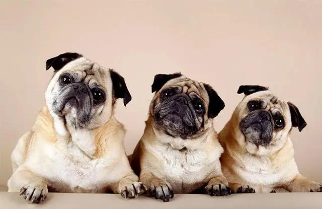 Mua bán chó mặt xệ chợ tốt chó mặt xệ