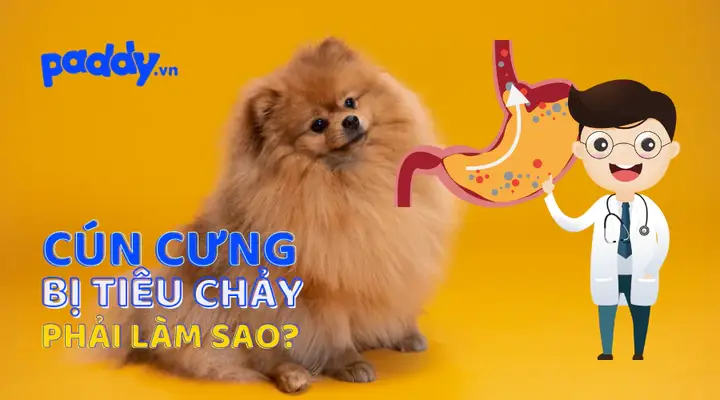 Chó uống sữa bị tiêu chảy: Cẩm nang toàn diện từ A-Z cho chủ nuôi chó uống sữa bị tiêu chảy