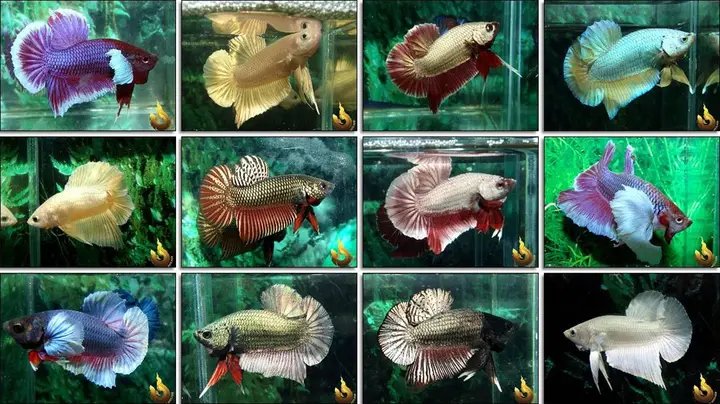 chọi cá lia thia đồng chọi cá lia thia đồng