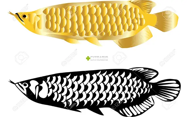chọn phông nền cho cá rồng
