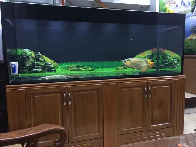chọn phông nền cho cá rồng