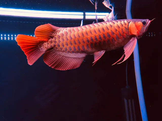 chọn phông nền cho cá rồng