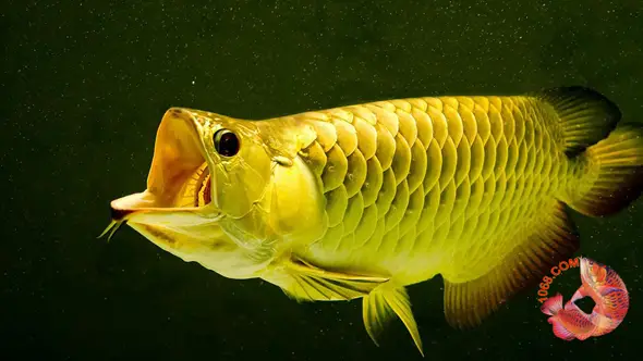 chọn phông nền cho cá rồng
