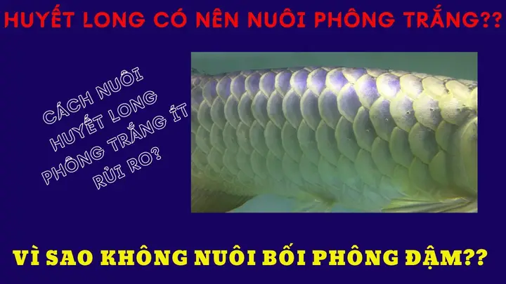 chọn phông nền cho cá rồng